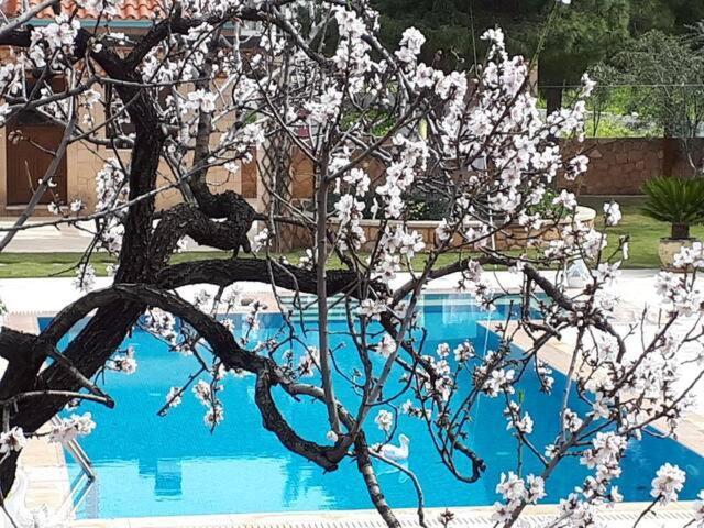 Mediterranean Garden Villa Vathí Extérieur photo